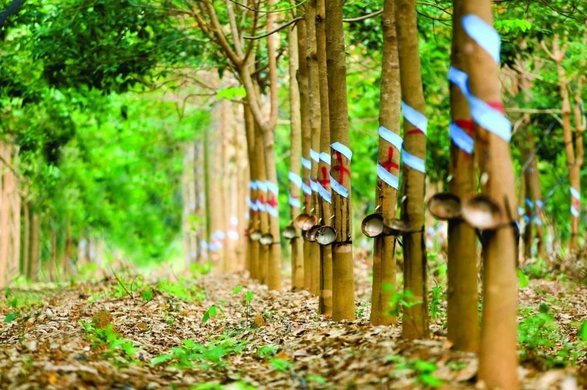 Sắp nhận hơn 2.100 tỷ đồng đền bù từ "ông lớn" Singapore, một đại gia cao su lập tức đặt mục tiêu lãi kỷ lục 2.000 tỷ