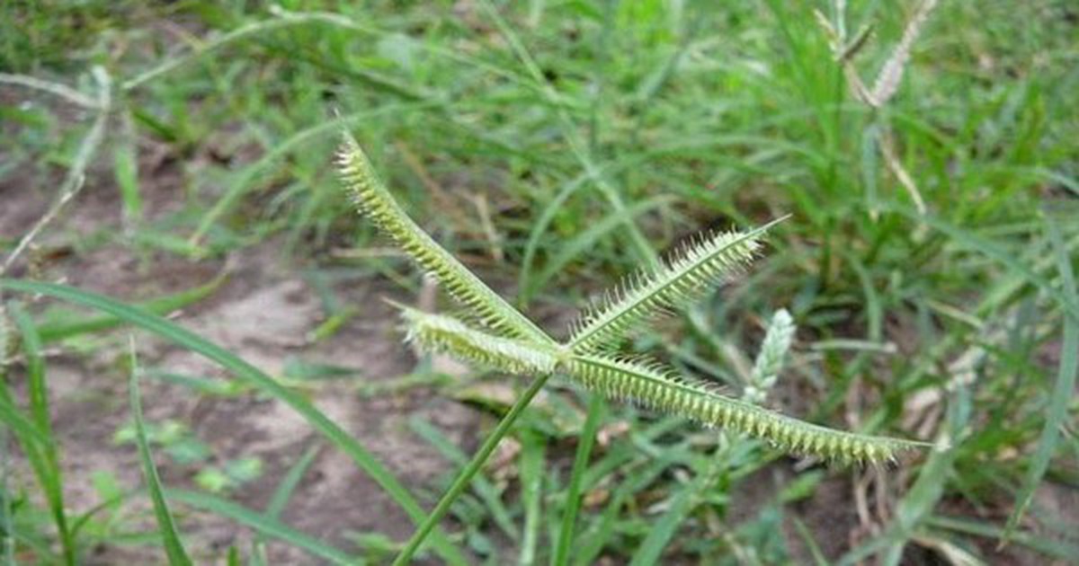 3 loại cỏ dại là "thuốc toàn năng": Nhiều người nhổ bỏ mà không biết
