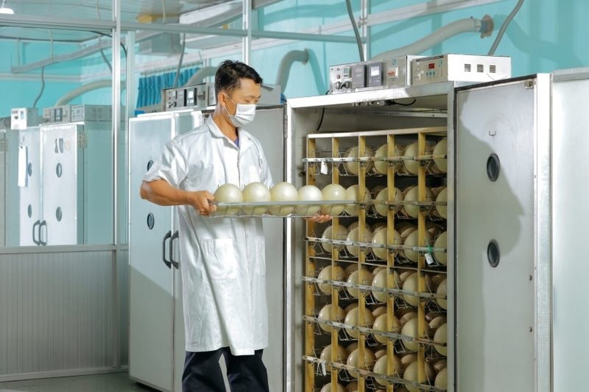 Trung tâm làm ra quả trứng nặng 1,5kg giá nửa triệu của một đại gia Việt: Chi phối 60% thị phần, công nhân phải canh hứng từng quả trứng