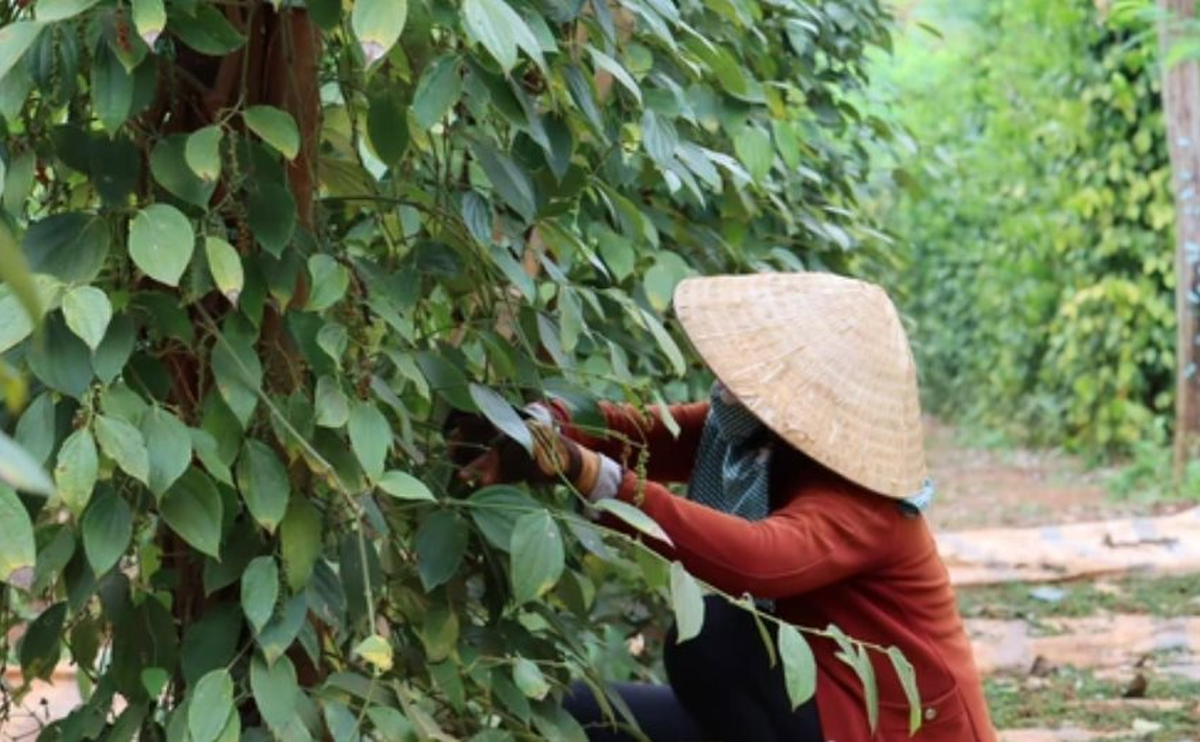 Cây thuốc quý của Việt Nam được Mỹ đánh giá cao, trả nhiều tiền mua về, hóa ra là “vàng mười” cho sức khỏe