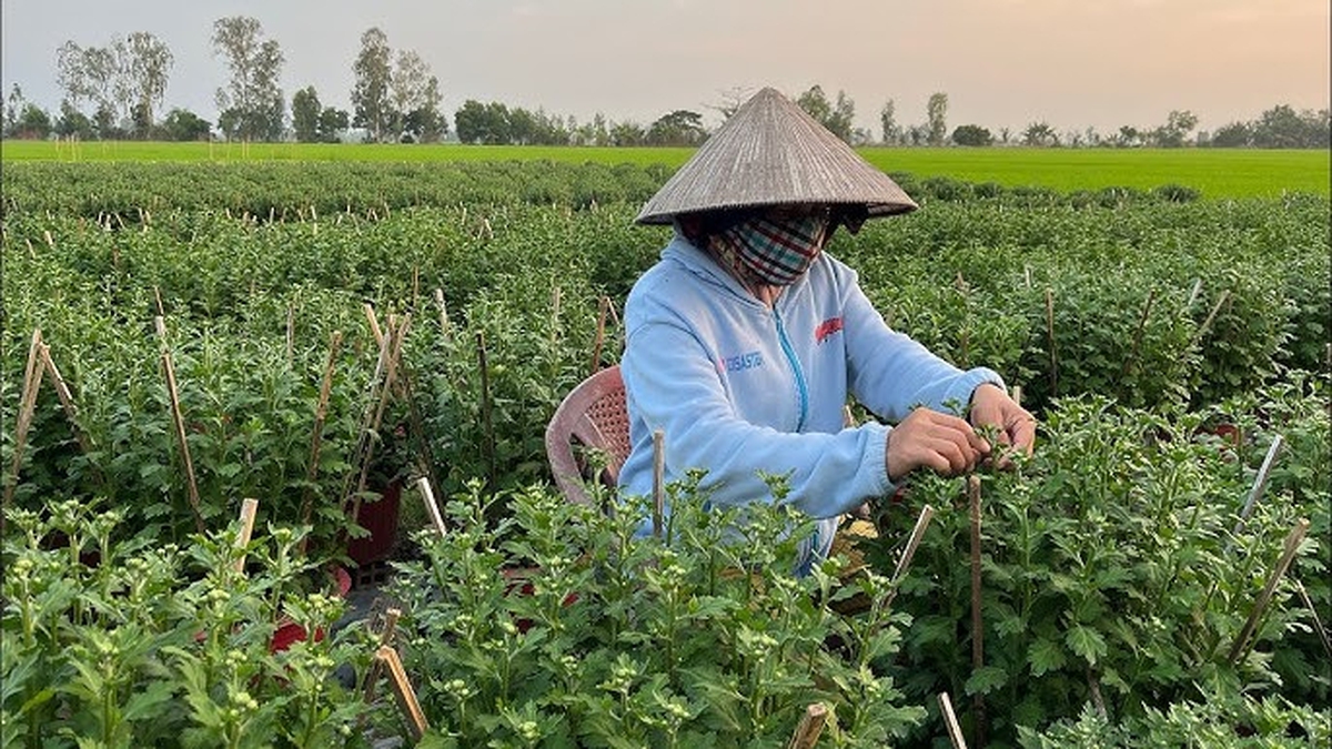 Loài cây tưởng chỉ trưng cho đẹp, ai ngờ còn là thuốc quý được Mỹ đánh giá cao: Người Việt dùng nhiều mà ít biết