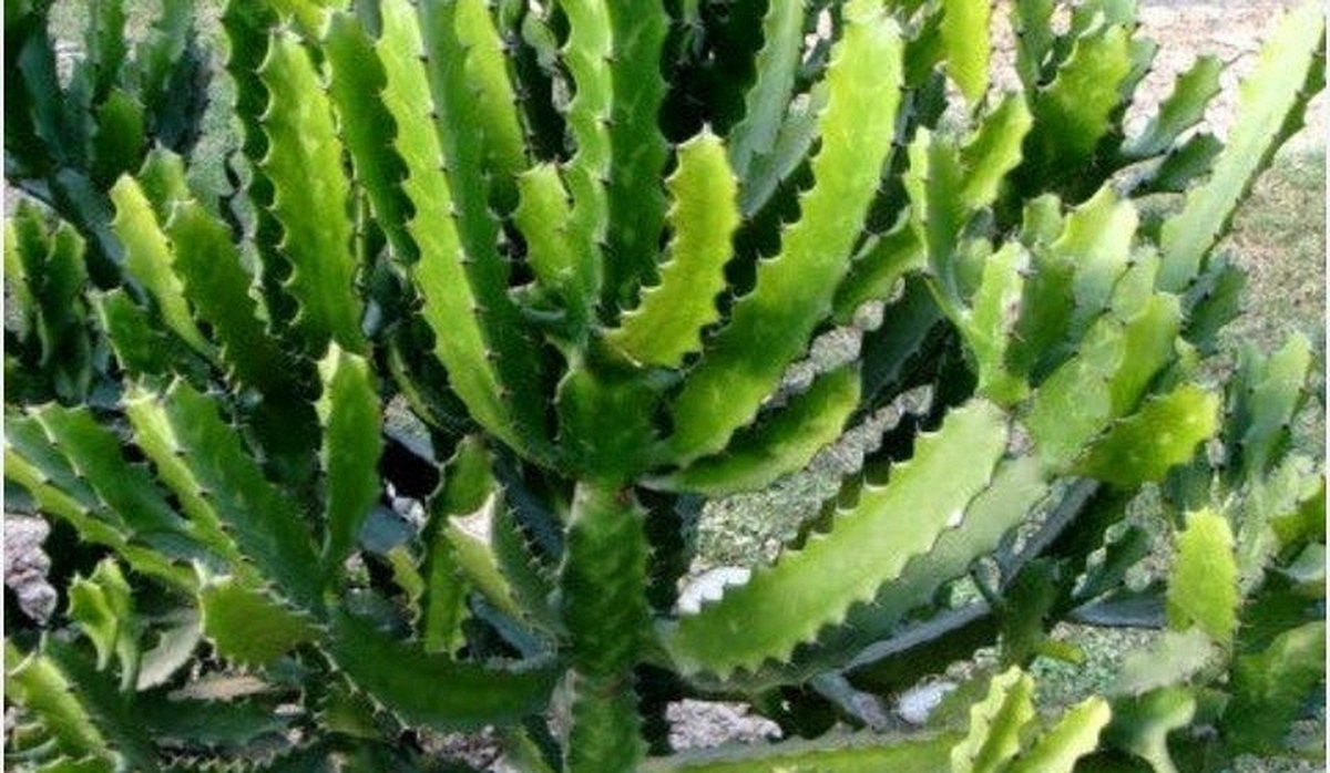 5 cây không trồng trước nhà: Cây càng thịnh người càng suy