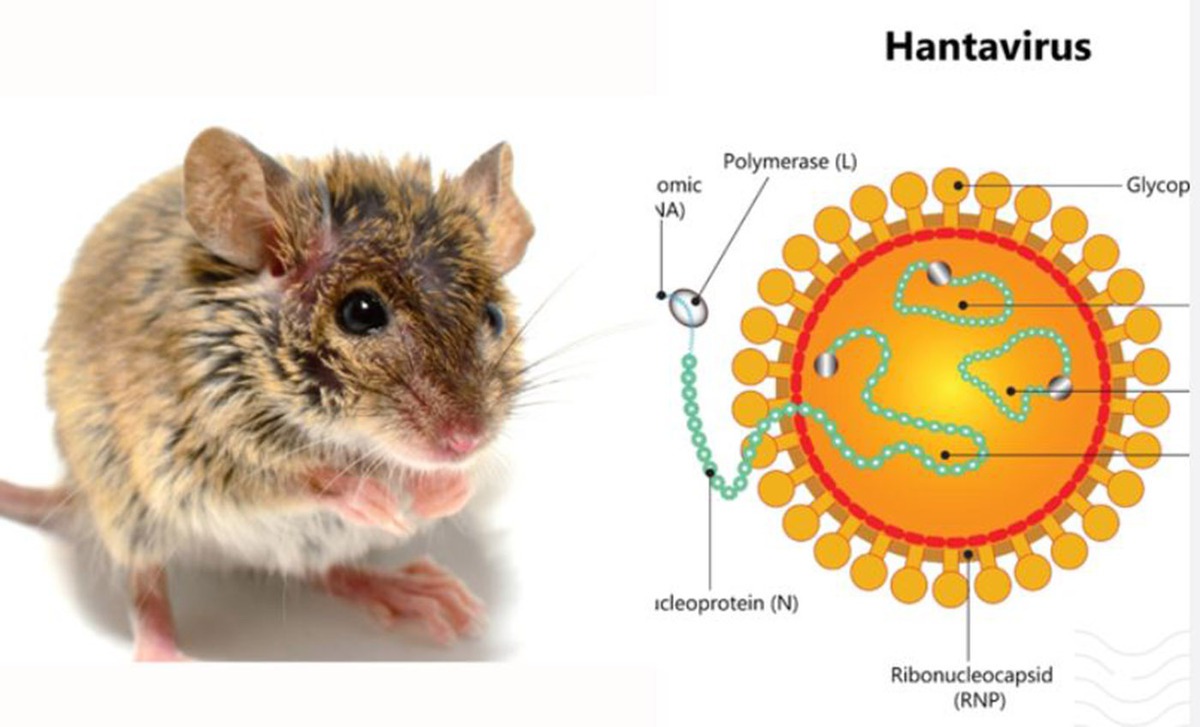 Có thể gây tử vong, virus Hanta ủ bệnh và lây t...