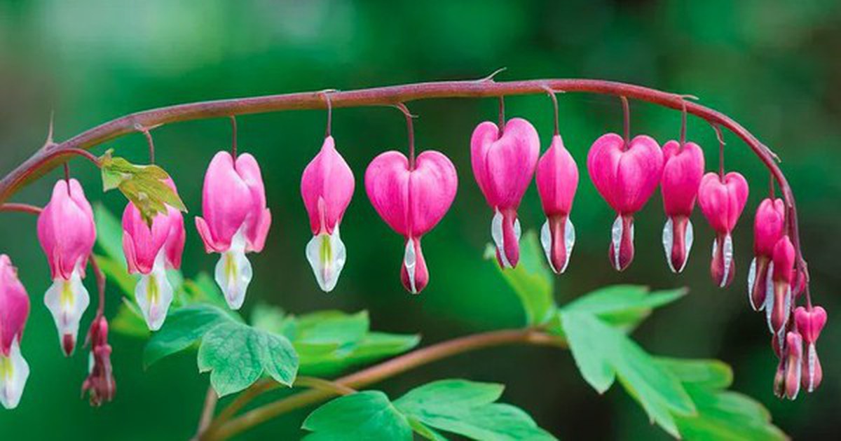 4 loại cây không được cắt tỉa trong tháng 5