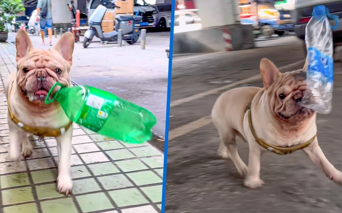 Chú chó đang gây sốt vì kiếm được hàng trăm triệu chỉ nhờ nhặt ve chai