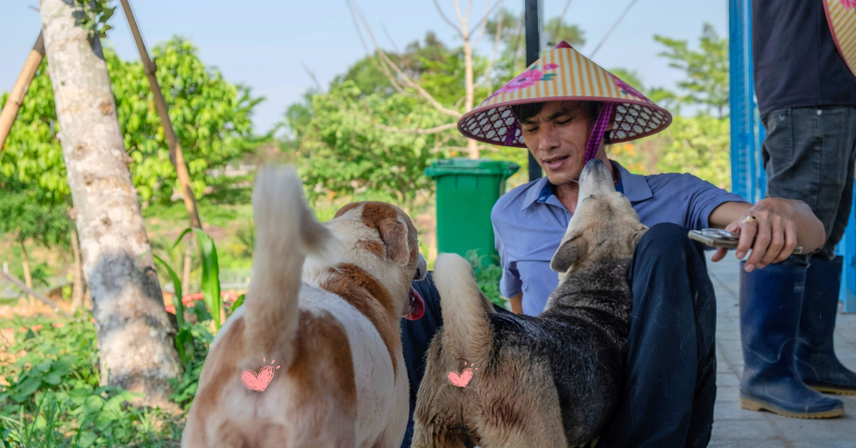 "Sân nhà nhiều chó" giữa nắng nóng 40 độ: 600 b...