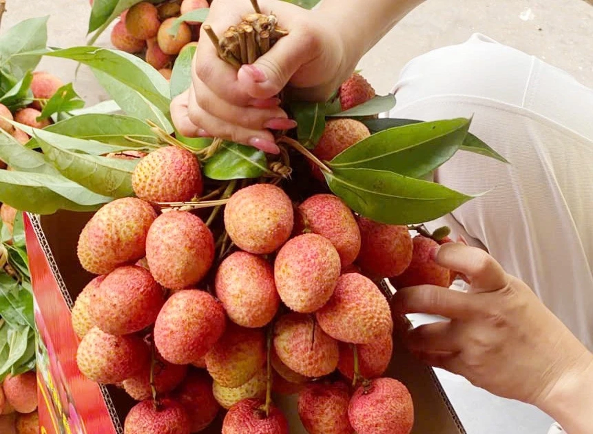 Chưa từng có: 300.000 đồng/kg vải thiều tại vườn