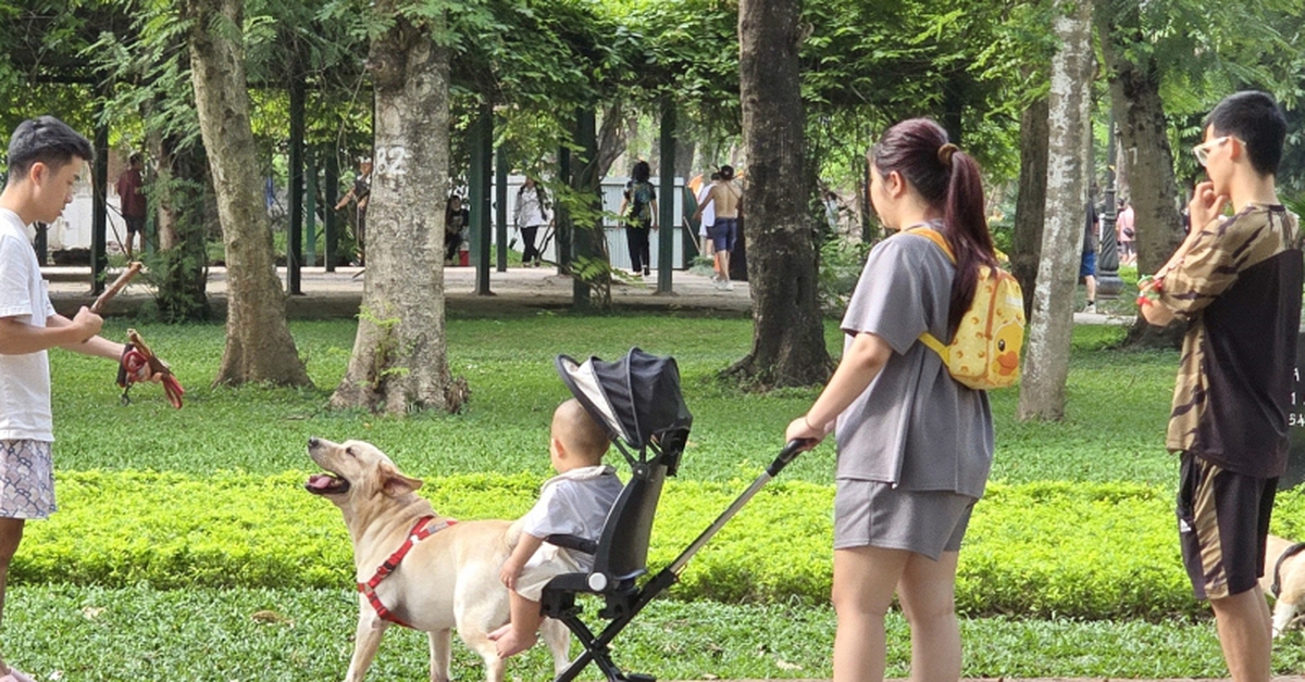 Thông tin quan trọng liên quan đến toàn bộ người nuôi động vật, thú cưng từ 1/8