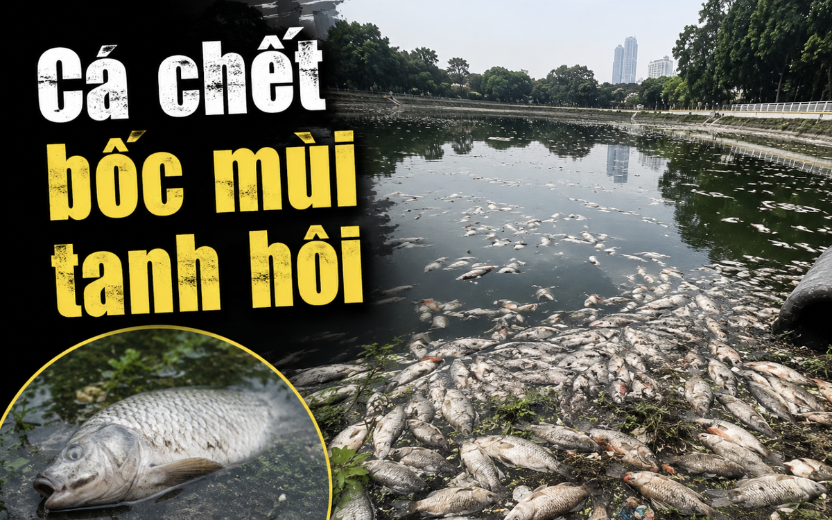 Công viên Nghĩa Đô trở thành "bãi tử địa của cá", mùi tanh hôi bốc lên nồng nặc: Người dân nói sự việc đã 3-4 ngày nay