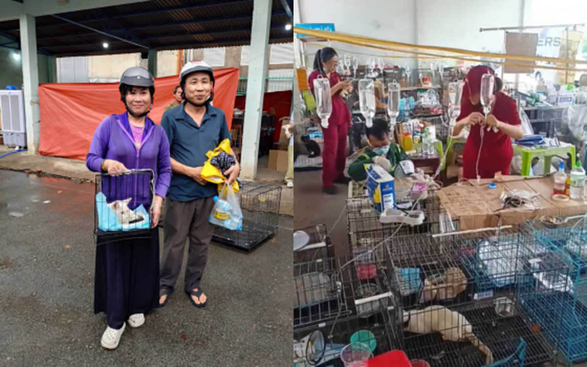 "Nhiều bé lở loét, nhiễm trùng nặng, hoảng sợ" và câu chuyện phía sau đội ngũ y tế ngày đêm chăm sóc 400 chú mèo được giải cứu