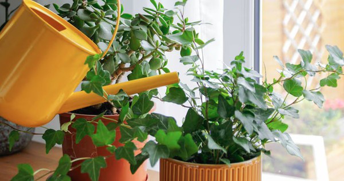 5 loại cây vừa lọc không khí, vừa làm mát nhà cực đỉnh: Biết trồng thì chẳng sợ nắng nóng
