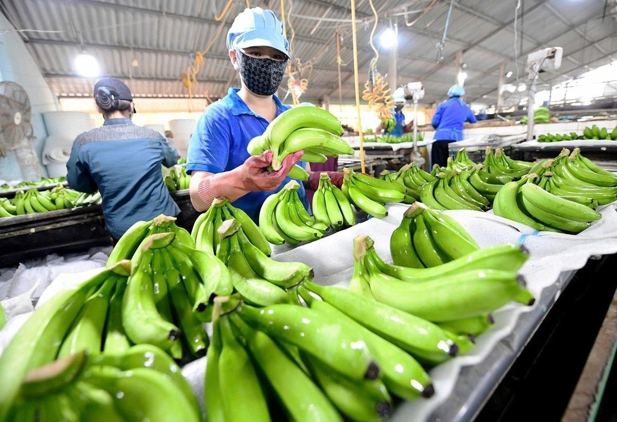 Loại quả dân dã mang tham vọng tỷ USD: Giúp Việt Nam đứng thứ 9 thế giới về sản lượng