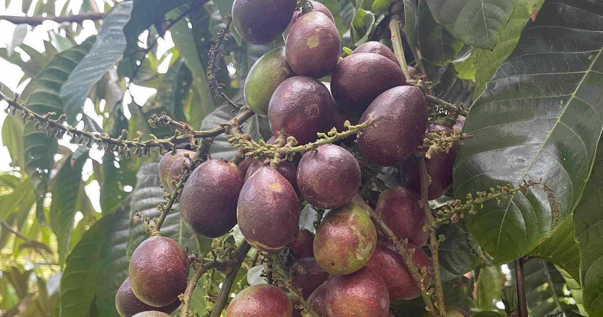 Phát hiện loại quả giống nhãn nhưng thoang thoảng vị sầu riêng: Điều bất ngờ nằm ở mức giá 2,5 triệu đồng/kg