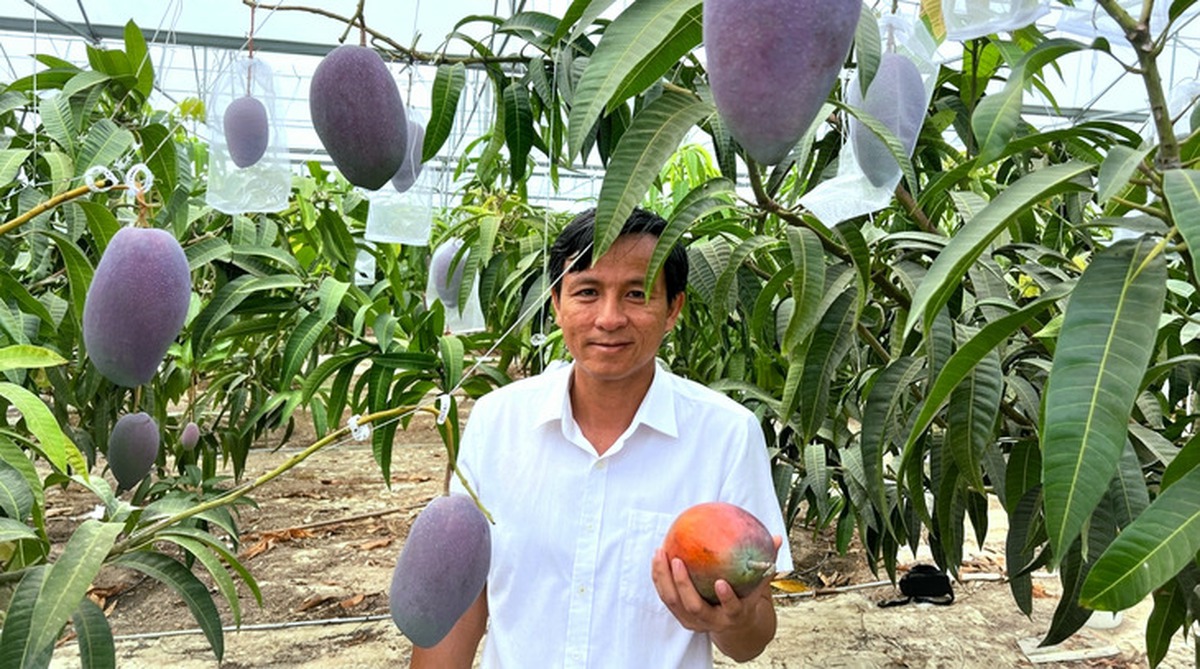 Giống xoài đắt đỏ bậc nhất thế giới 1,7 triệu/1...