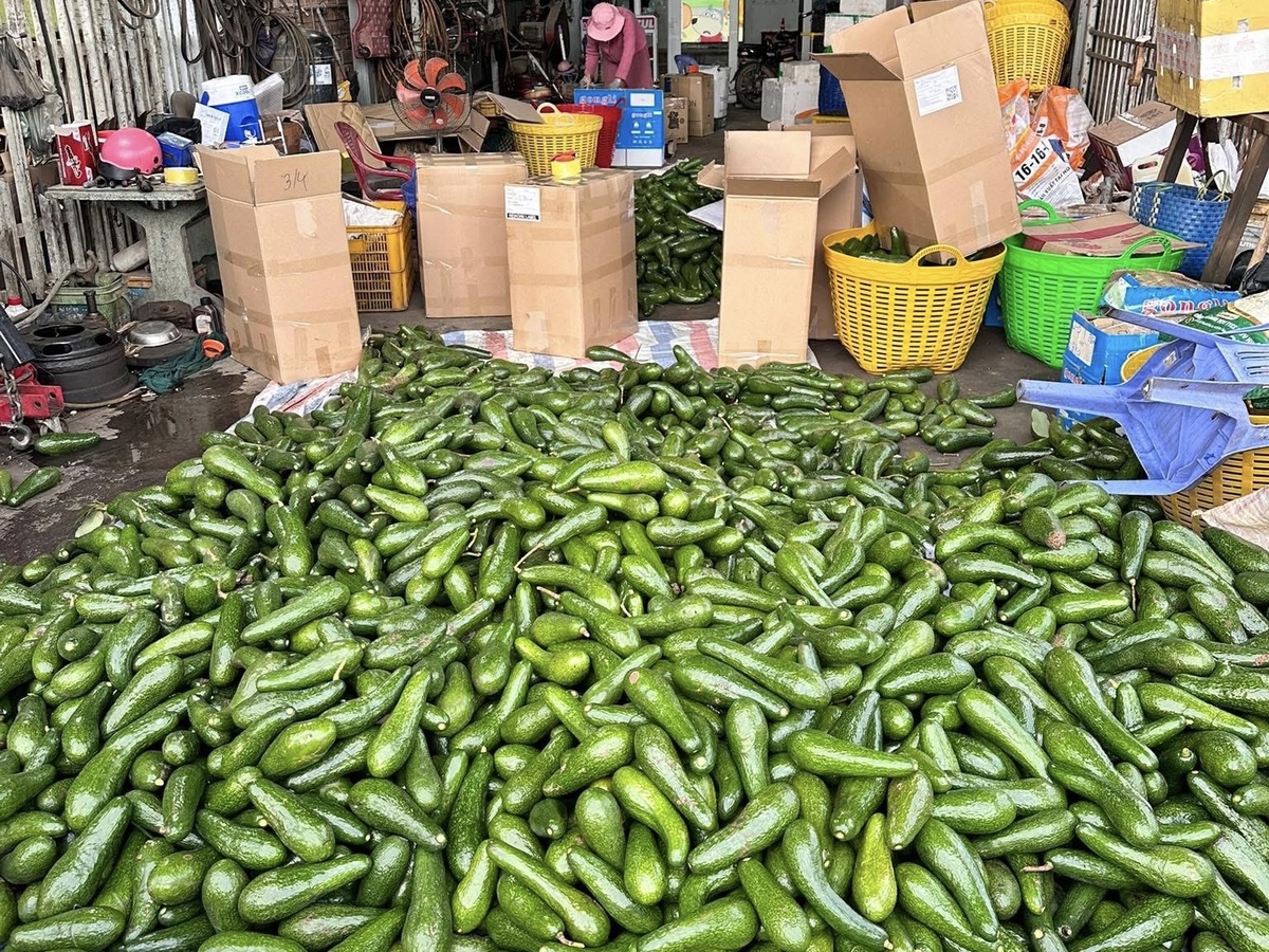 Bơ đặc sản từng ‘gây sốt’ nay rớt giá thê thảm