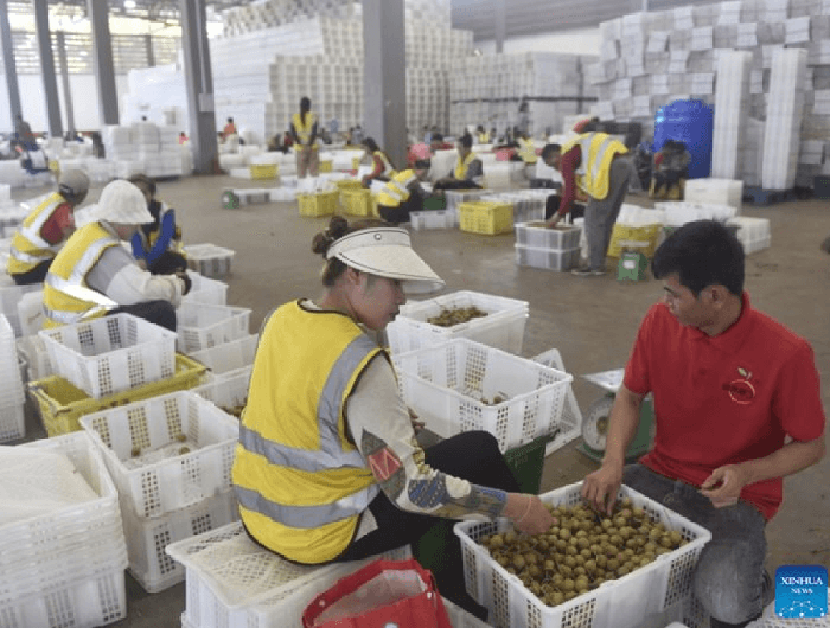 Thương lái Trung Quốc đến tận vườn gom mua một thứ, nhiều nông dân Campuchia đổi đời, đua nhau xây nhà mua xe