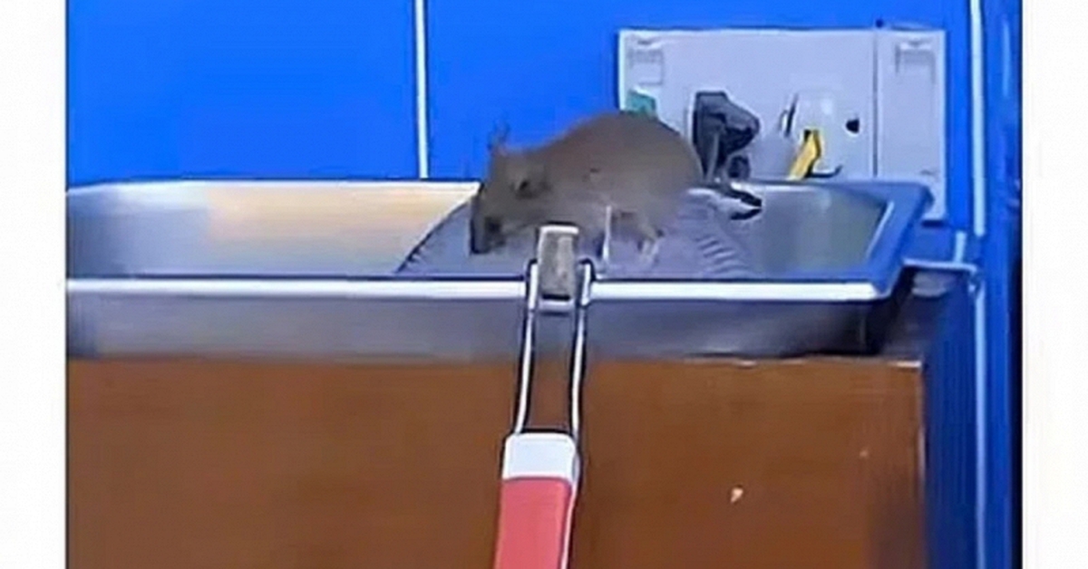 Nghi vấn GS25 đóng cửa một chi nhánh ở Hà Nội sau clip chuột bò lên khay thức ăn: Tiêu chí "Fresh" của GS25 "fresh" đến đâu?