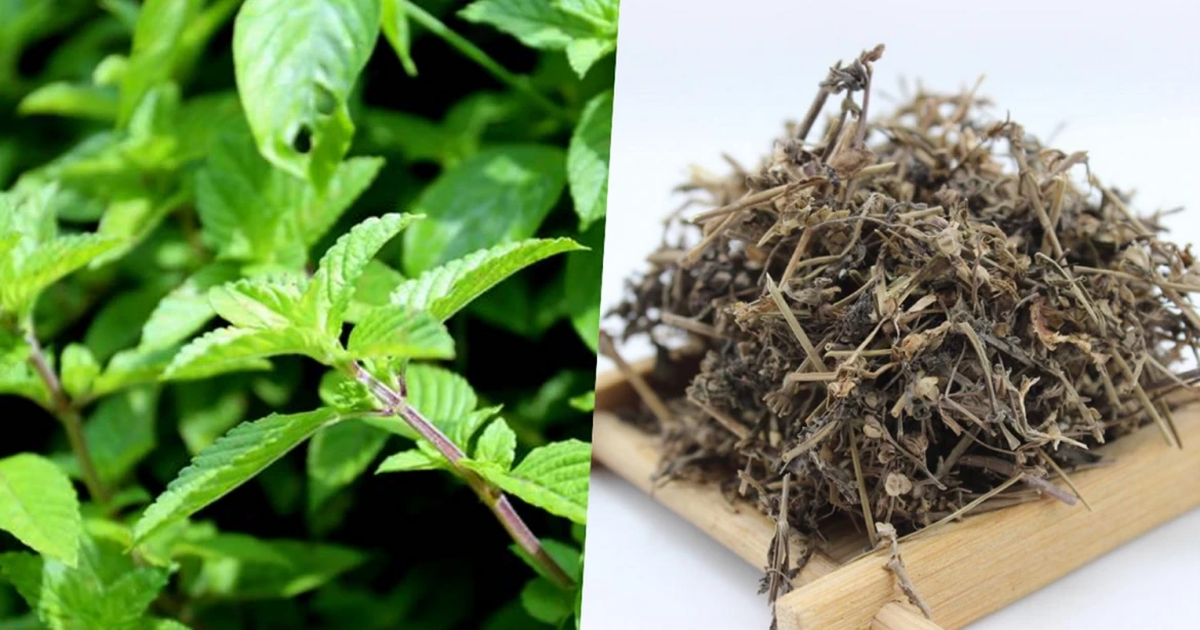 Cây thạch đen có tác dụng gì với sức khỏe?