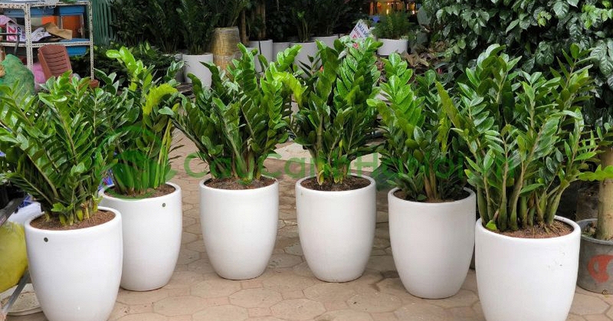 Công dụng của cây kim tiền
