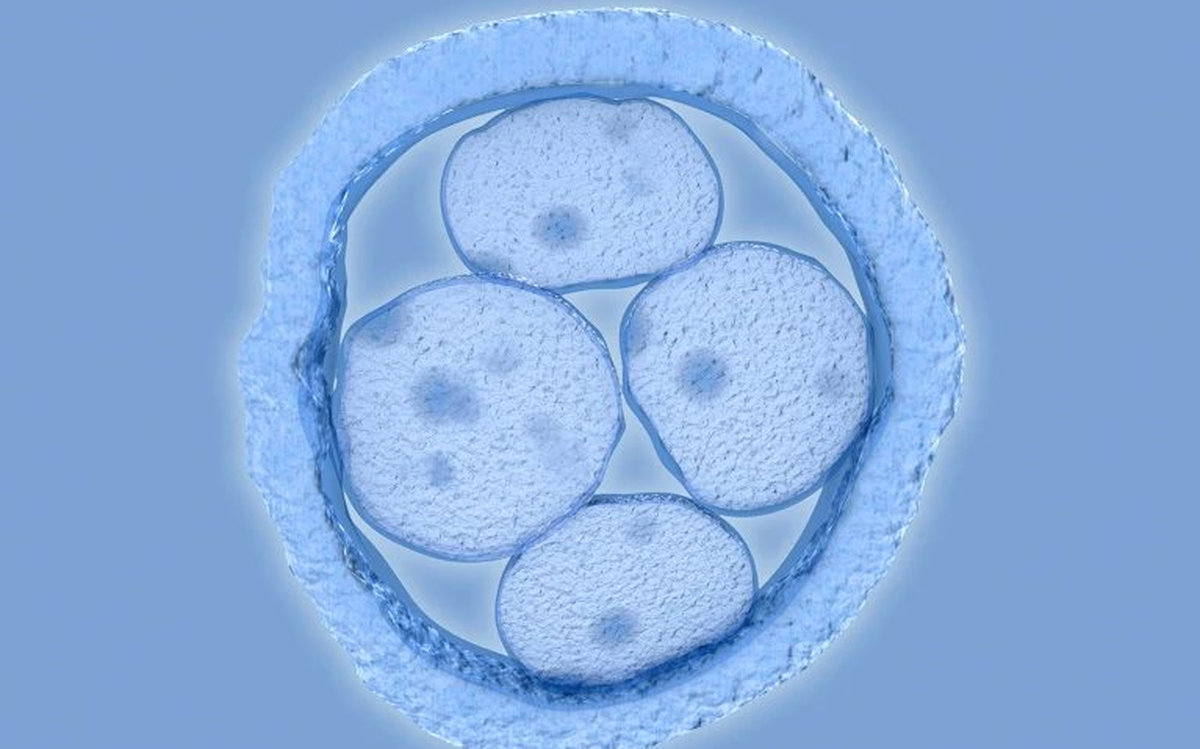Lần đầu chỉnh sửa gene phôi người thành công: Cánh cửa chữa bệnh hay tương lai trí thông minh, chiều cao mua được bằng tiền?