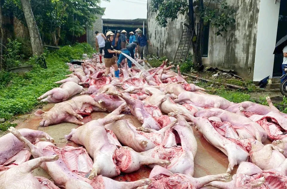 Sét đánh mất điện, hơn 550 con lợn chết ngạt làm thiệt hại 5,5 tỷ đồng