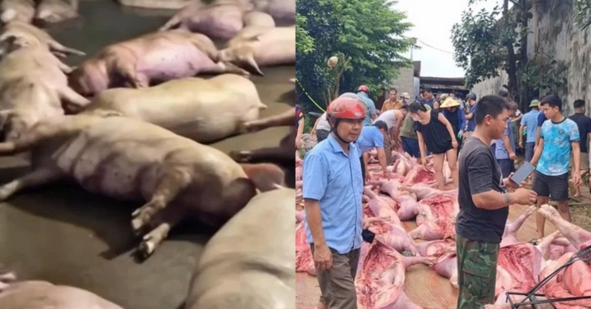 Bắc Ninh: Sét đánh gây mất điện làm hơn 550 con lợn chết ngạt, thiệt hại 5,5 tỷ đồng