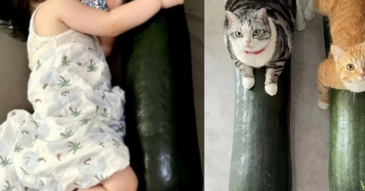 Ngủ với quả bí đao đang trở thành trào lưu gây sốt MXH: Bác sĩ tiết lộ 1 điều ít ai ngờ đến