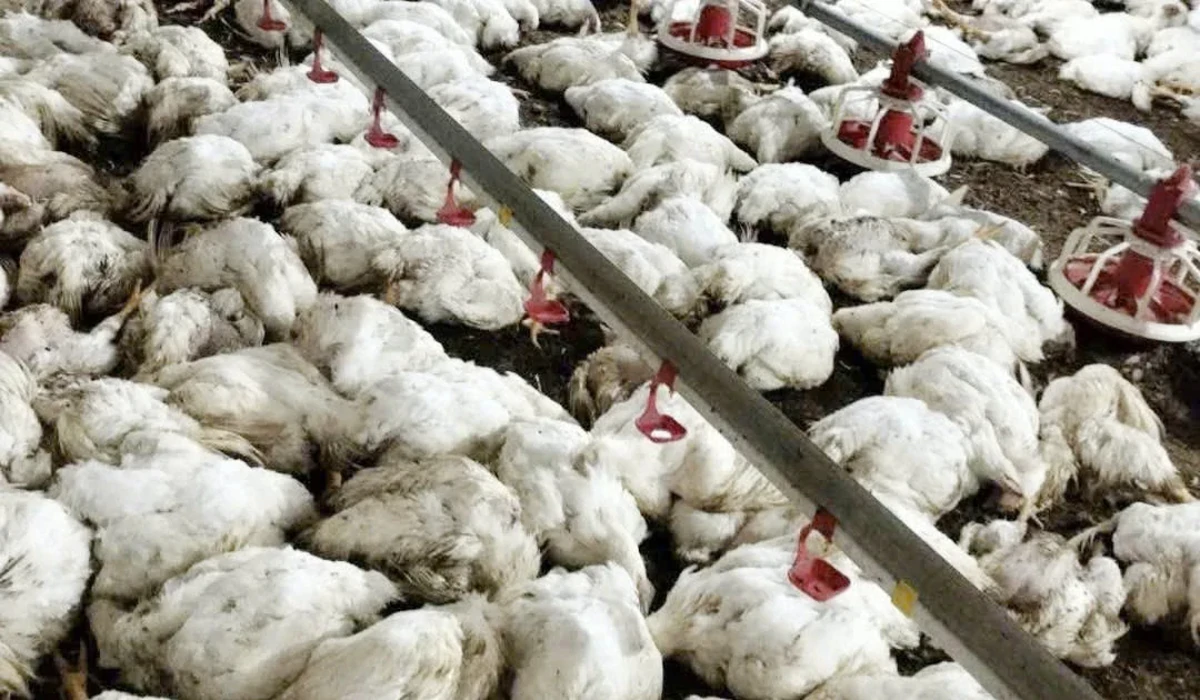 Mất điện làm hơn 2 vạn con gà chết ngạt