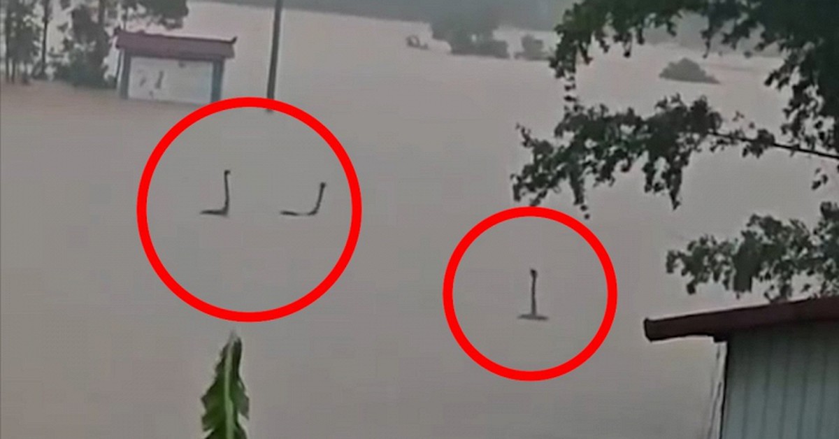Làm rõ bức ảnh rắn ngóc đầu như “quái vật hồ Loch Ness” trong nước lũ Trung Quốc: Sự thật còn không tưởng hơn