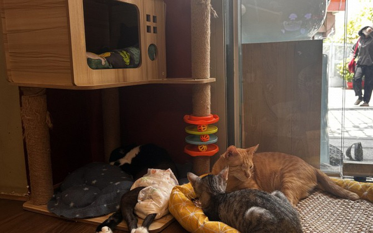 Chủ tiệm cà phê "mèo xấu nhất Sài Gòn" nói về quy định đặc biệt: Không nhận khách dưới 12 tuổi