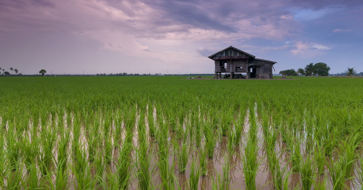 Startup agritech Rize huy động 31 triệu USD, mở rộng canh tác lúa bền vững Đông Nam Á