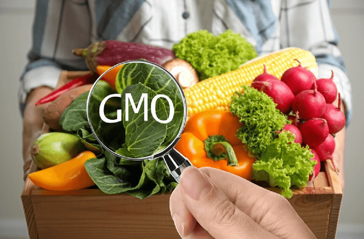 Thực phẩm biến đổi gene đã vào bếp nhà bạn từ l...