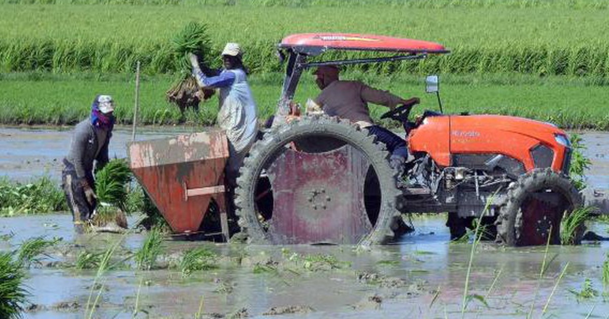 Việt Nam mang sang một thứ chưa từng có, Cuba hồi sinh những cánh đồng từng tuyệt vọng, lúa cao gần 1,8m