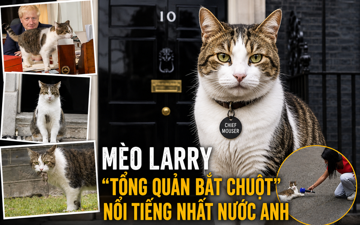 Mèo Larry - ‘công chức’ nổi tiếng nhất nước Anh: 15 năm ở số 10 Downing, qua 7 đời Thủ tướng, được chuẩn bị tang lễ mật danh ‘Larry Bridges’