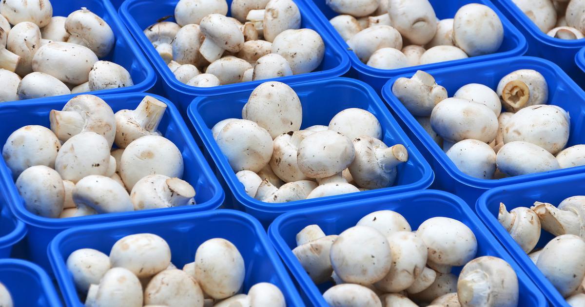 Phát minh của Trung Quốc làm rung chuyển ngành thực phẩm: Tạo nguồn protein từ nấm biến đổi gen, vị giống thịt, sản xuất nhanh hơn 88%
