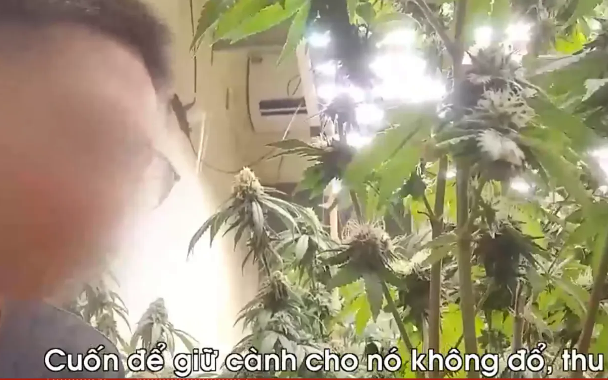 Triệt phá đường dây trồng, chế biến cần sa tại nhà ngay giữa Thủ đô