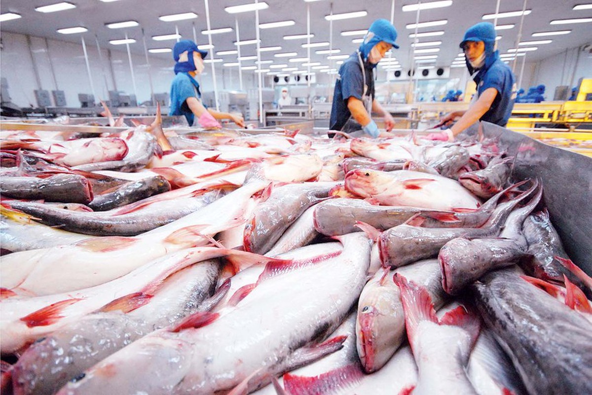 Loại cá giàu DHA của Việt Nam vươn lên Top 1 thế giới, khách Tây mê mẩn ăn "không dứt", thu về 2,4 tỷ USD