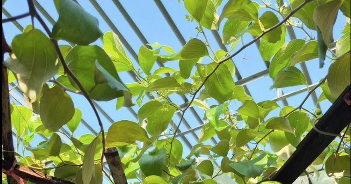 3 loại cây được cho là mang "năng lượng xấu", không nên trồng quanh nhà