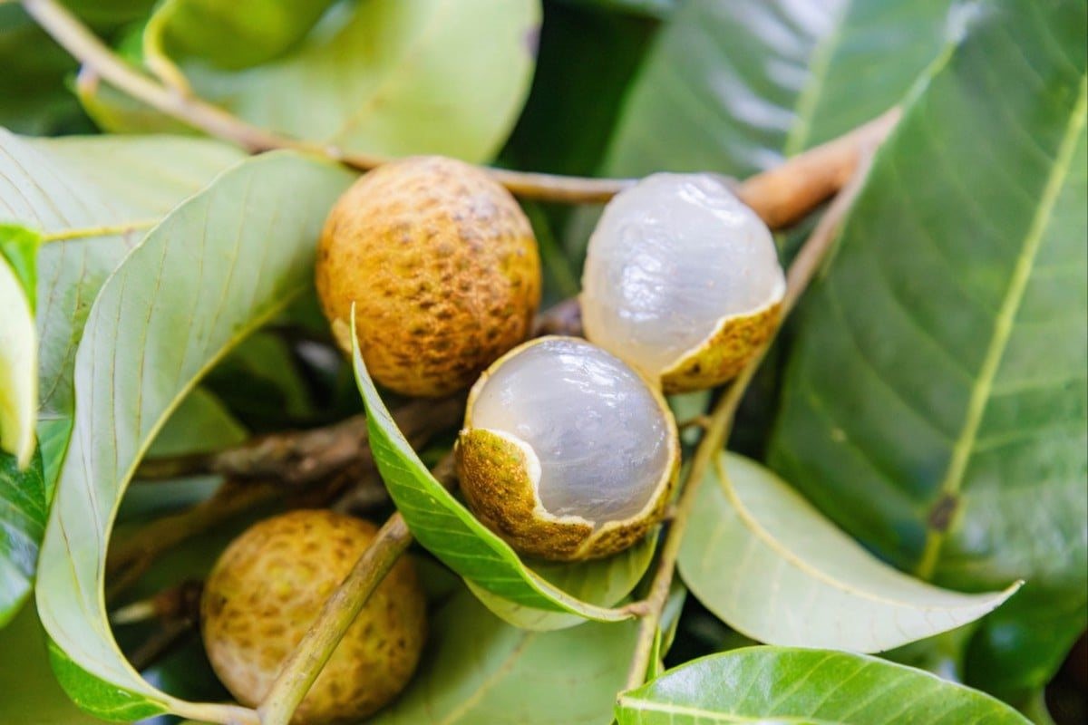 Phát minh chấn động ngành nông nghiệp của Trung Quốc: Lai tạo vải và nhãn ra giống quả mềm ngọt, không xơ, năng suất gấp 2 lần thông thường, có thể chịu lạnh âm độ