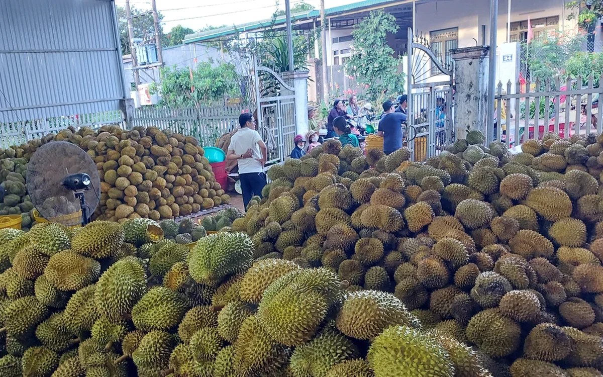 Vụ án sầu riêng: Không còn sầu vẫn ủy quyền xuất khẩu