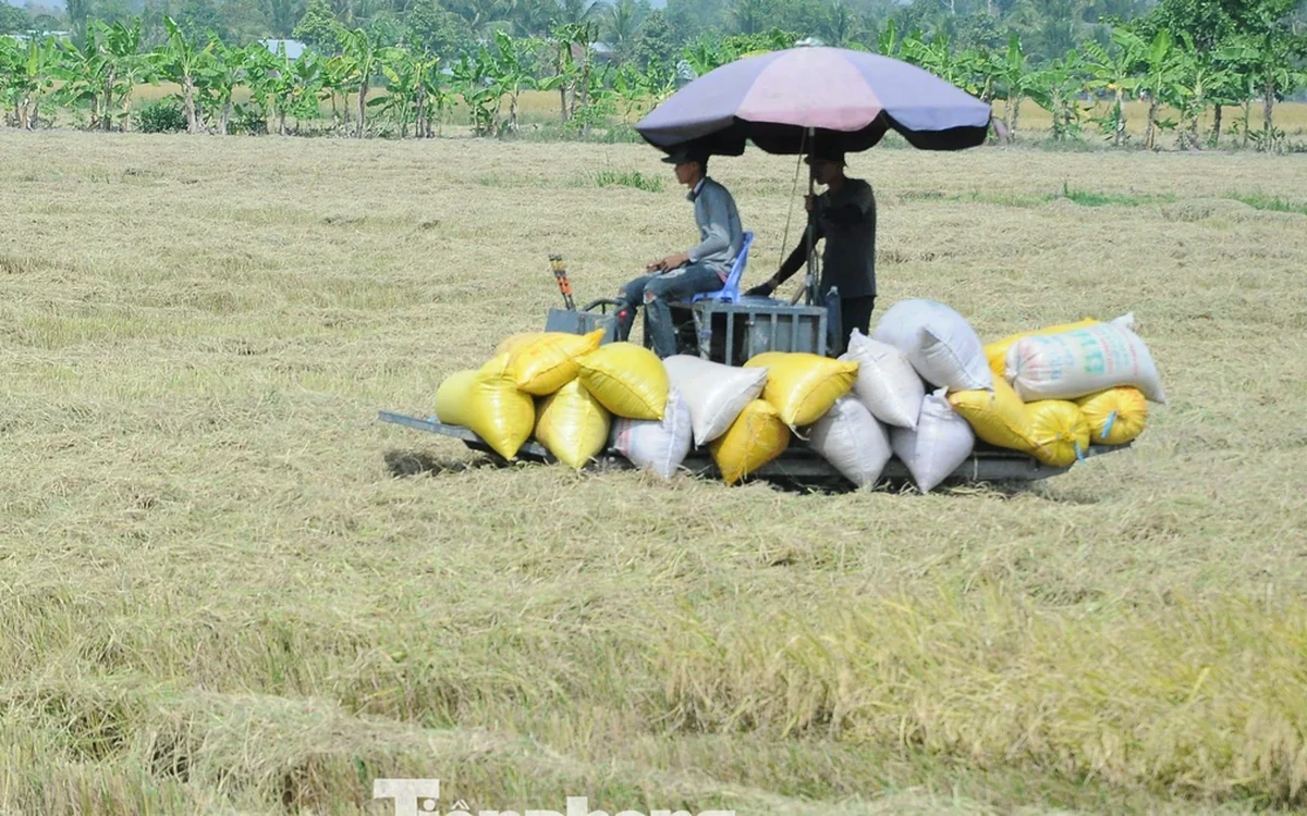 Đề xuất "biện pháp mạnh" vụ doanh nghiệp nợ tiền lúa của nông dân Cà Mau