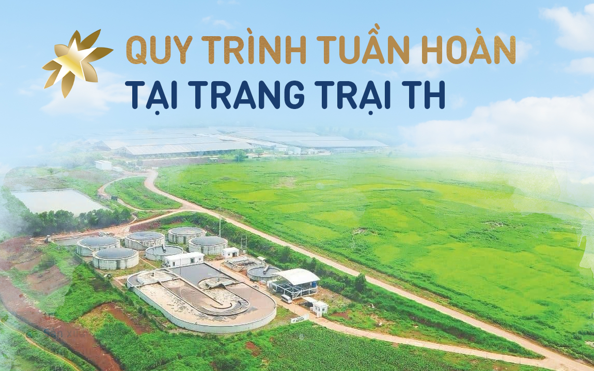 "Biến chất thải thành vàng" tại Cụm trang trại bò sữa quy mô hàng đầu thế giới