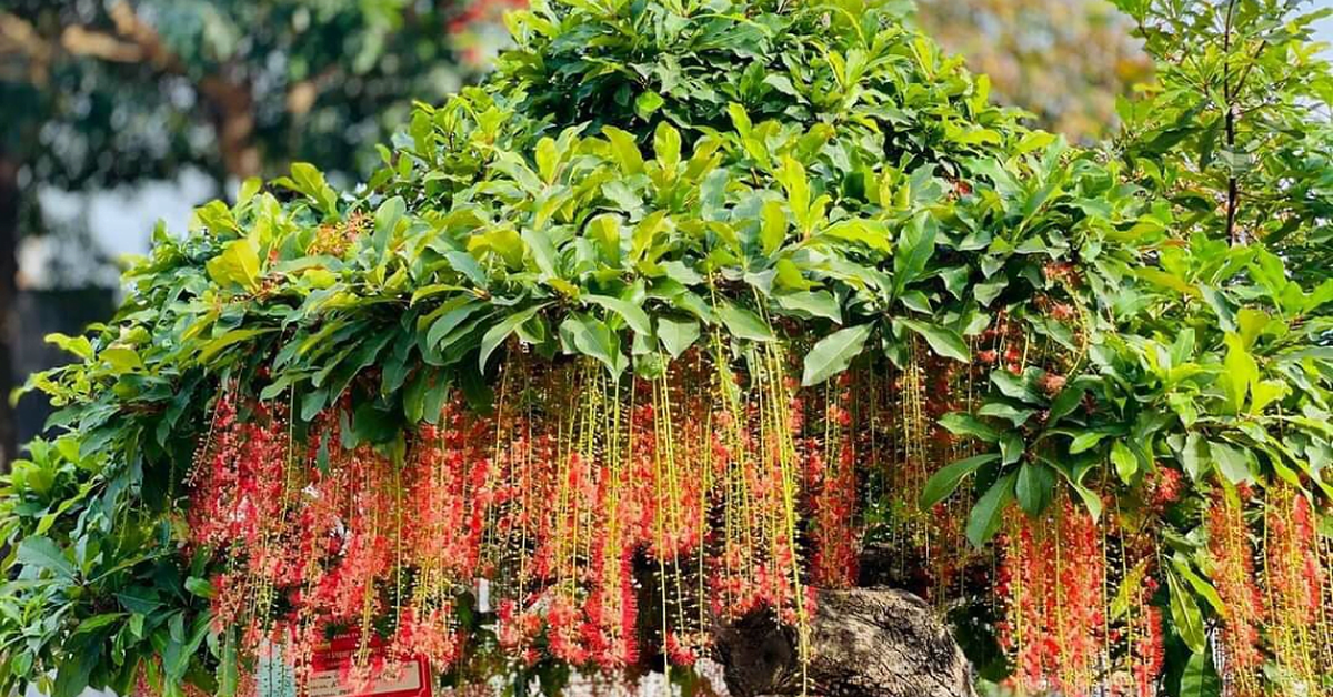 4 lý do người nhà giàu thường trồng lộc vừng trong nhà