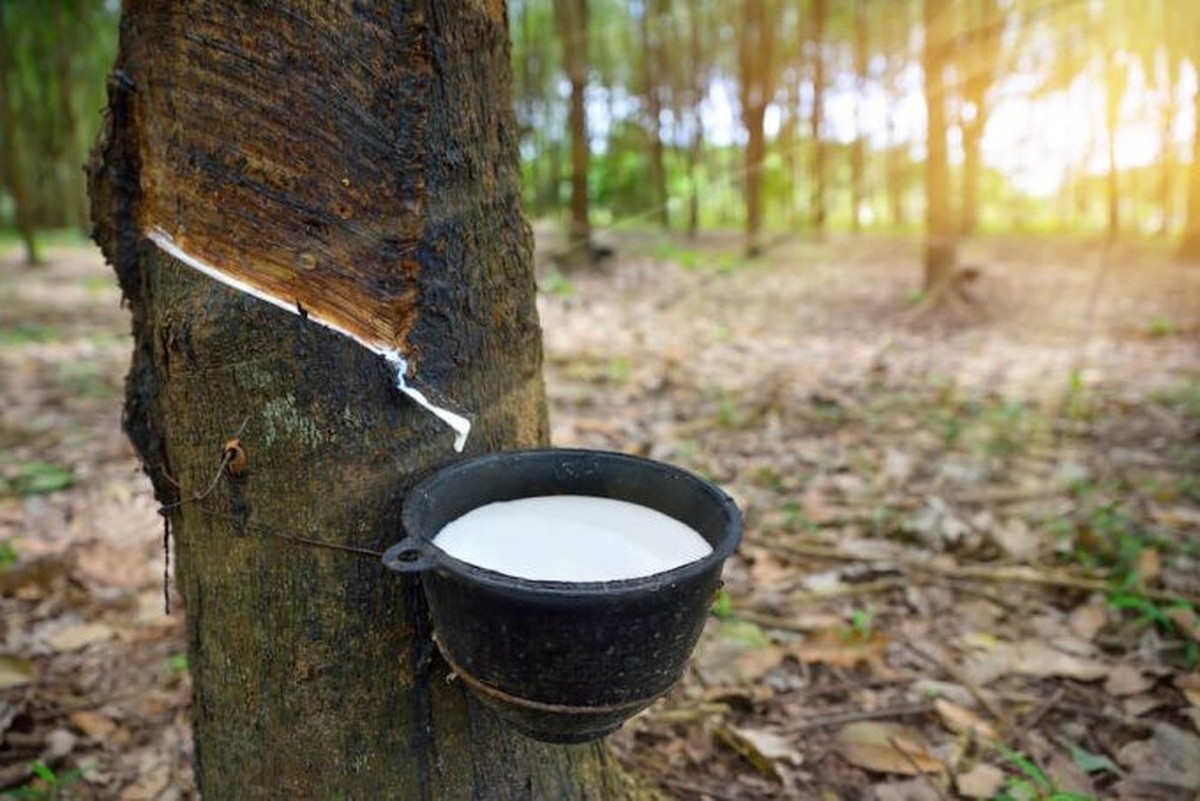 Sang Campuchia buôn “vàng trắng”, lãi hơn 300 tỷ đồng một năm