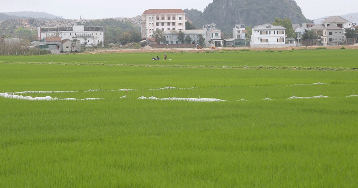 Khu đô thị của Vicem Hoàng Mai ở Nghệ An được yêu cầu đẩy nhanh tiến độ Thanh tra