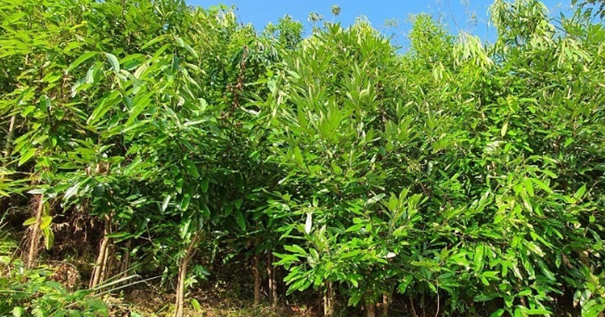 Không phải sầu riêng, Việt Nam sở hữu một loại ...