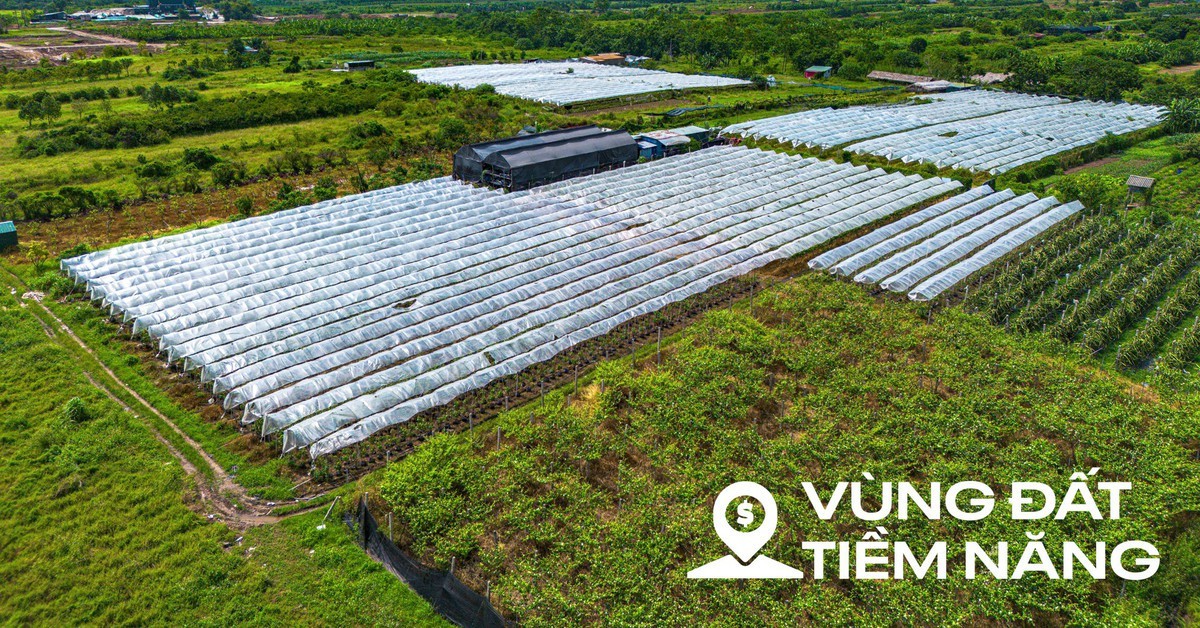 Toàn cảnh khu đất ven sông Hồng, nơi có thể xây...
