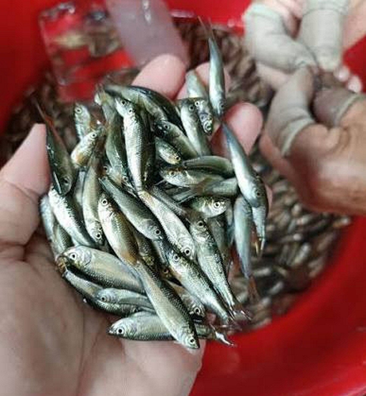 Việt Nam có loại cá miền Tây được mùa đúng 3 tháng này, đắt hơn cá rô phi, diêu hồng: Đổi lại giàu canxi, thịt mềm, ăn được cả xương