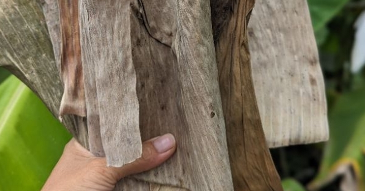 Loại lá rụng đầy vườn ở Việt Nam, "trời Tây" bán gần nửa triệu đồng/chiếc vẫn có người mua