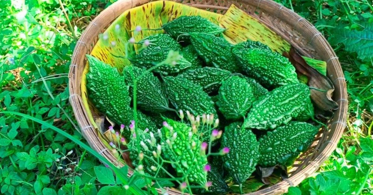 Mỹ đánh giá: Loại quả đắng ngắt lại là "vua dưỡng gan", người ăn thường xuyên sớm thấy 5 thay đổi tích cực